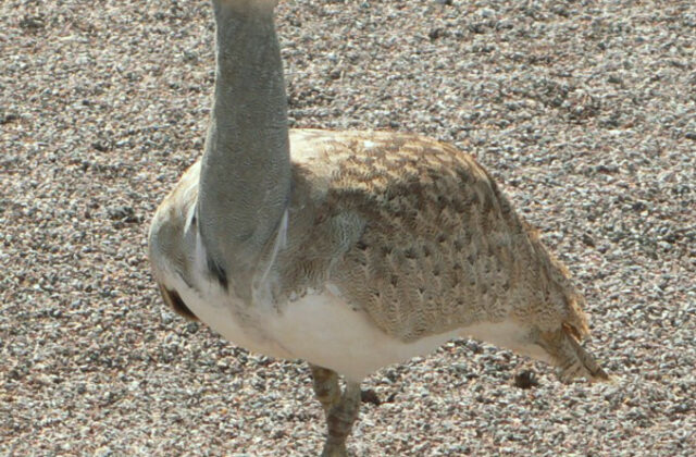 African Houbara