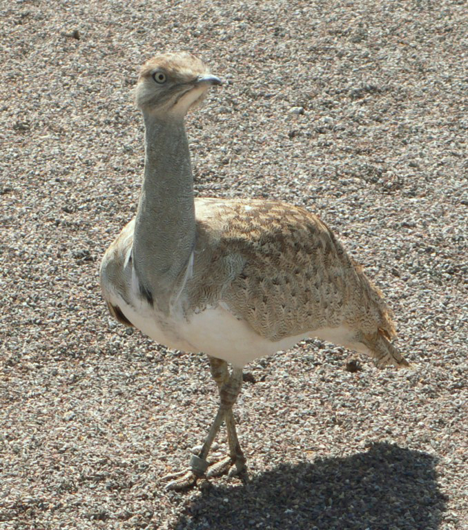 African Houbara
