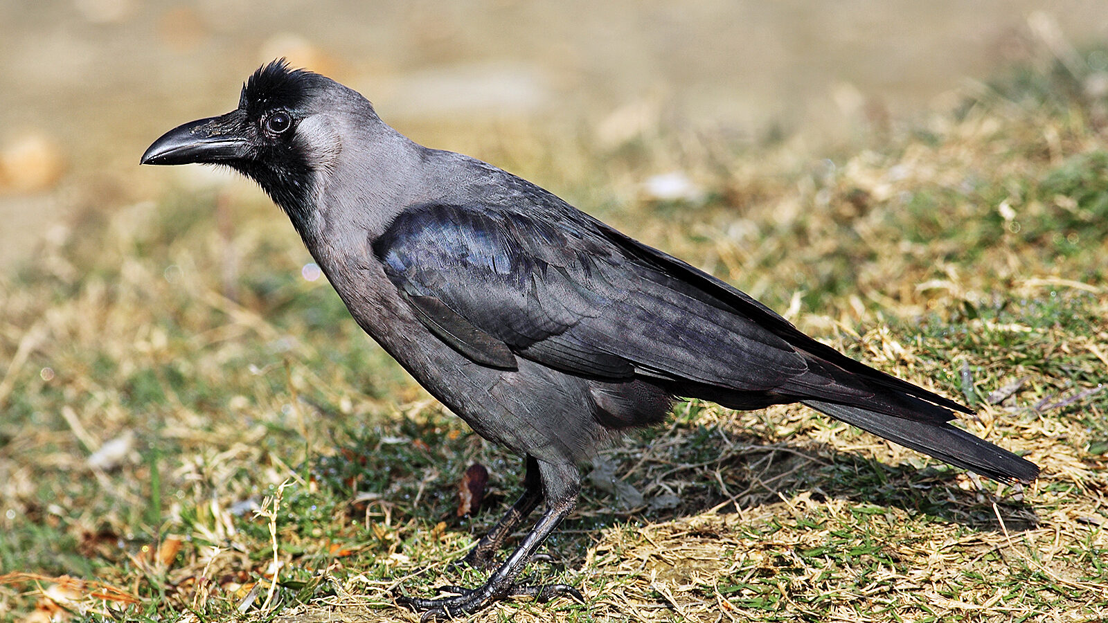 House Crow
