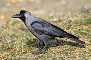 House Crow