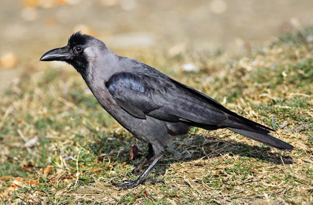 House Crow