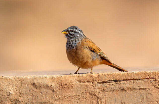 Striolated Bunting