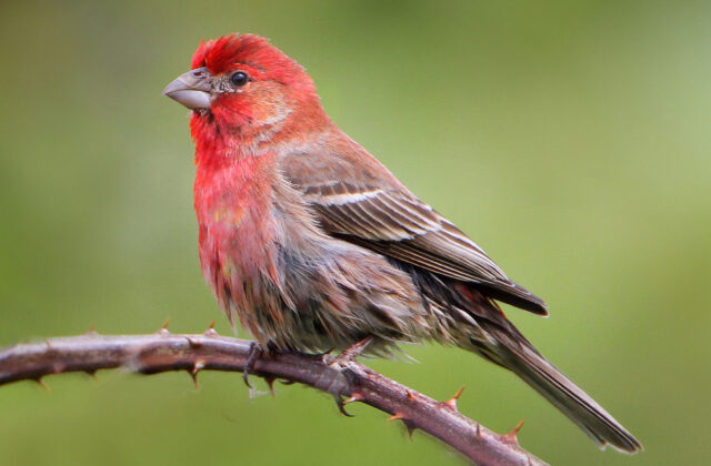 House Finch