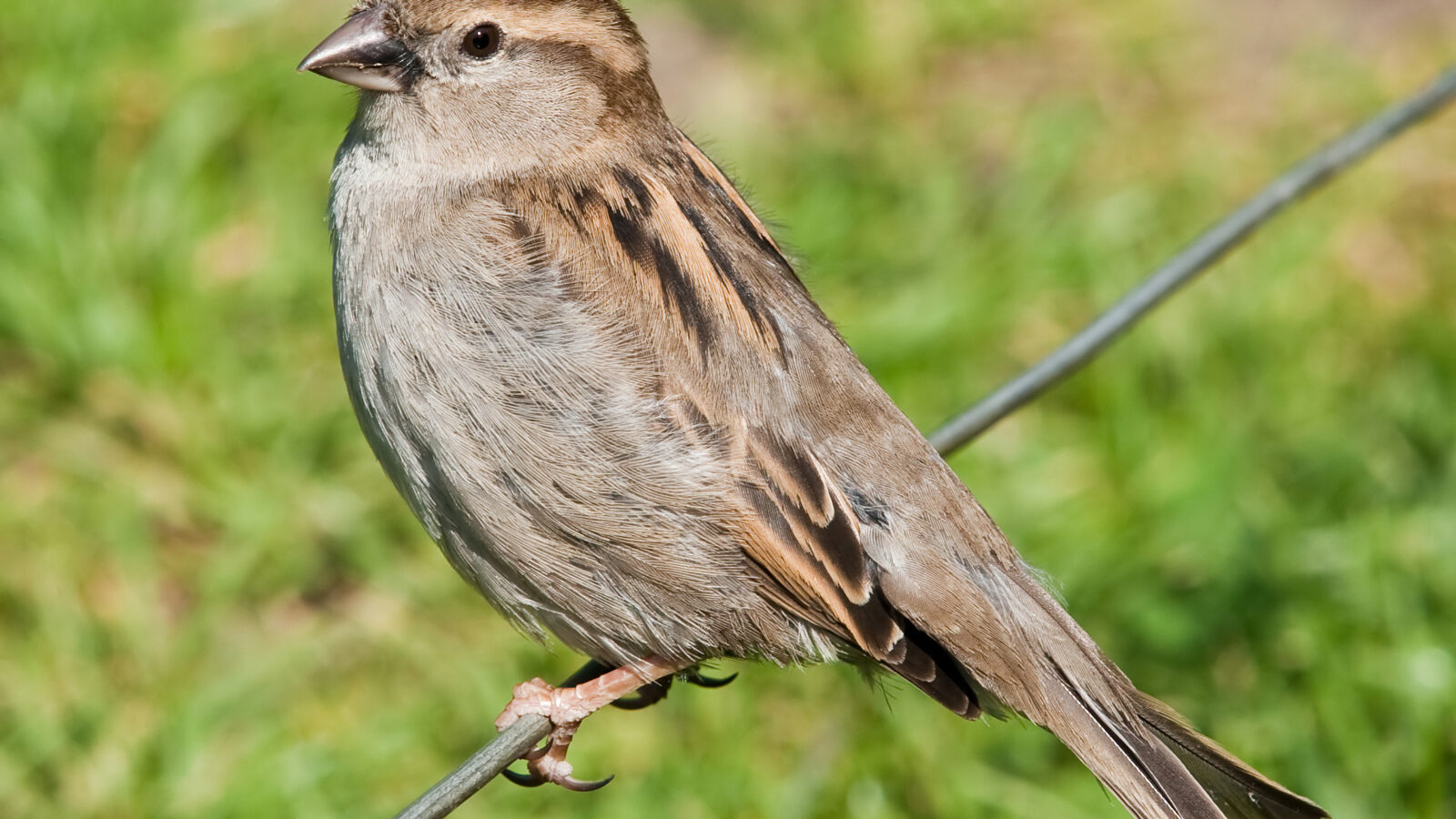 House Sparrow