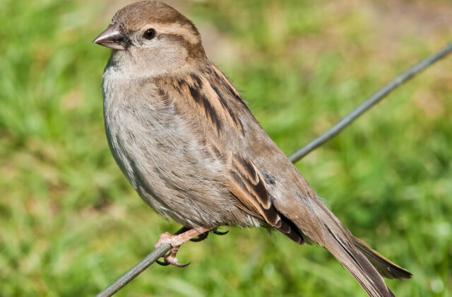 House Sparrow