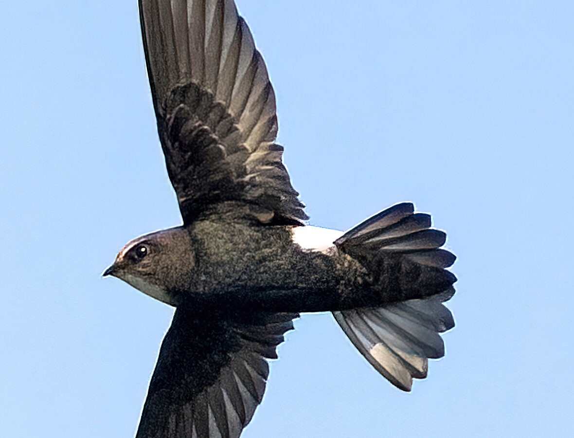 House Swift