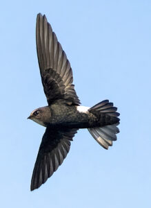 House Swift