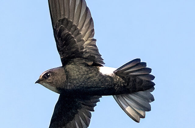 House Swift