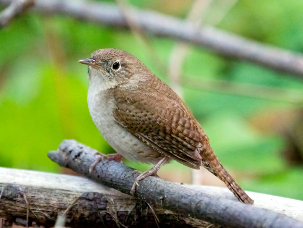 Northern House Wren