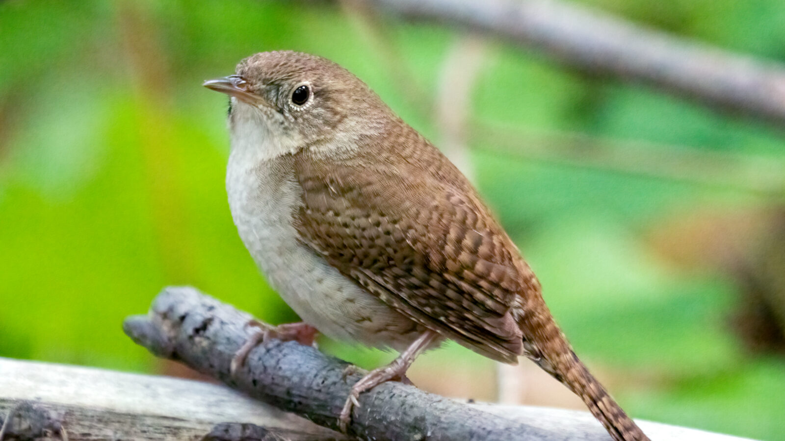 Northern House Wren