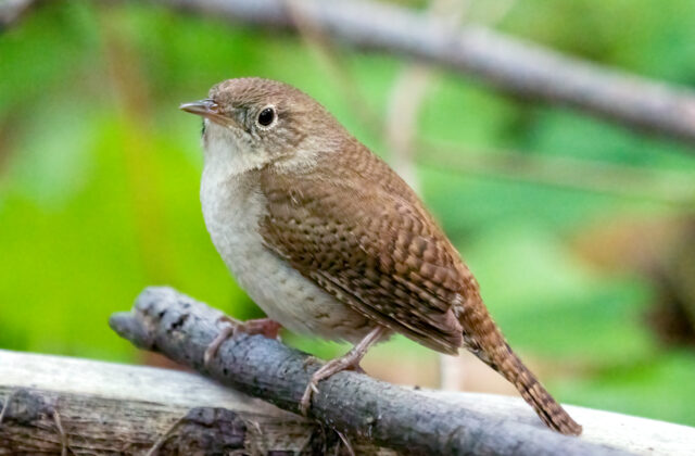 Northern House Wren