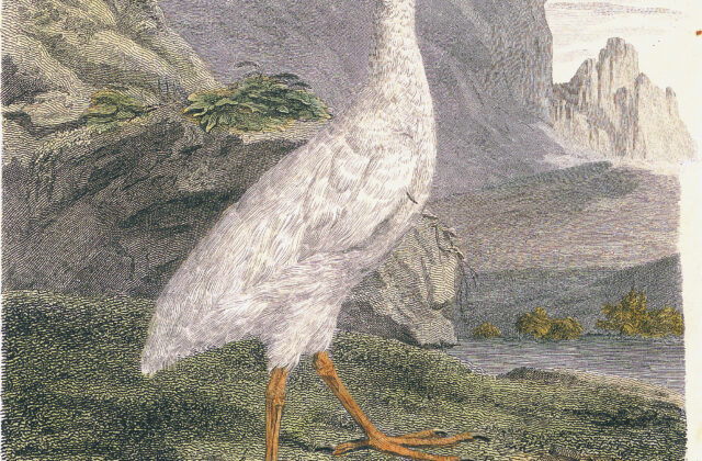 White Swamphen