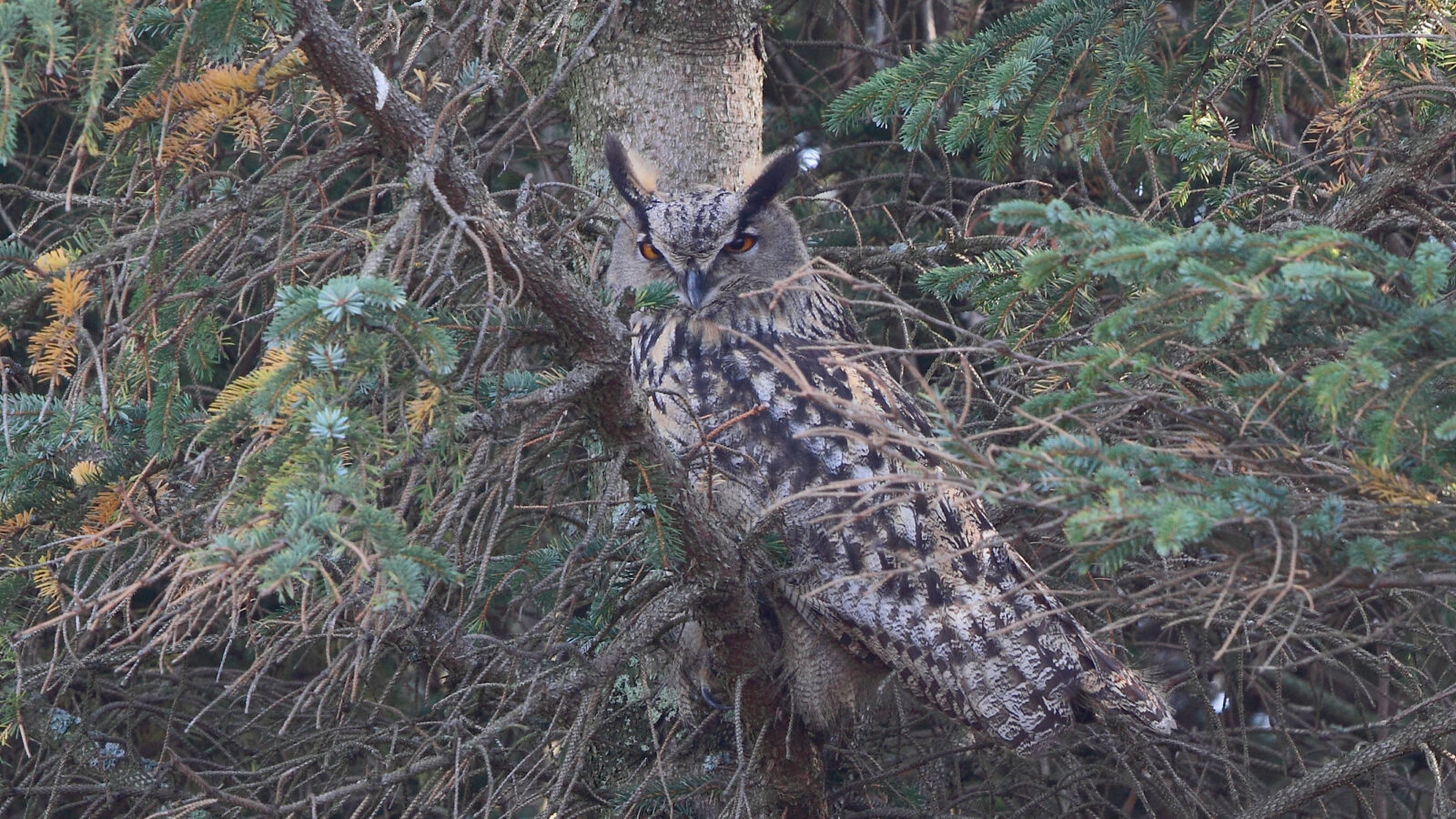Eurasian Eagle-Owl