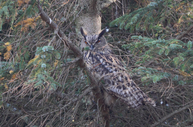 Eurasian Eagle-Owl