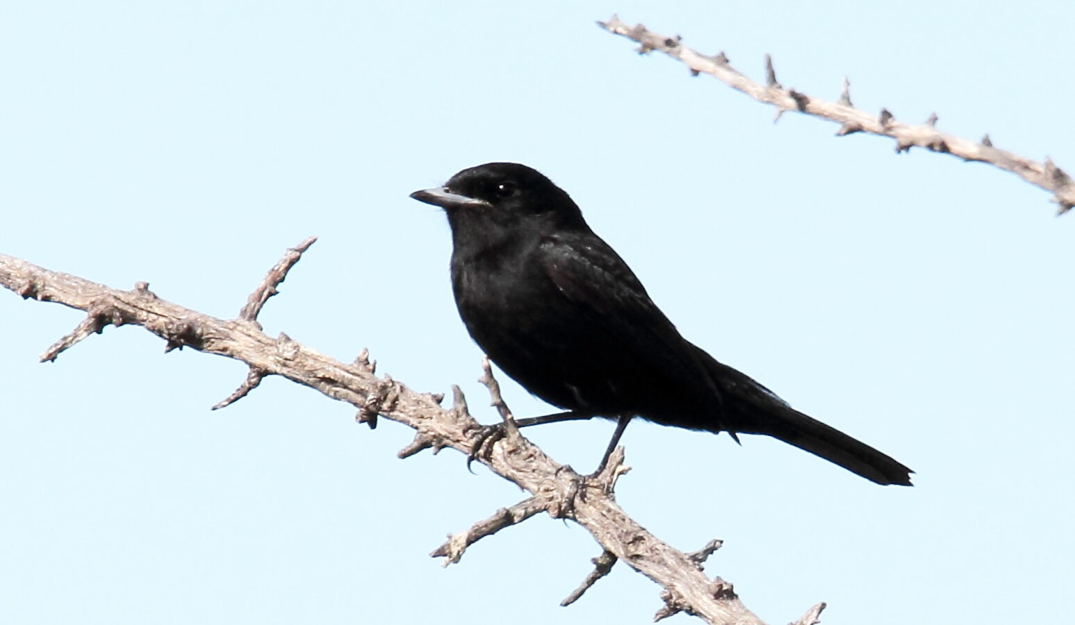 Hudson’s Black Tyrant