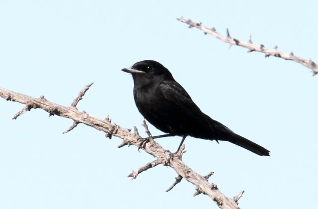 Hudson’s Black Tyrant