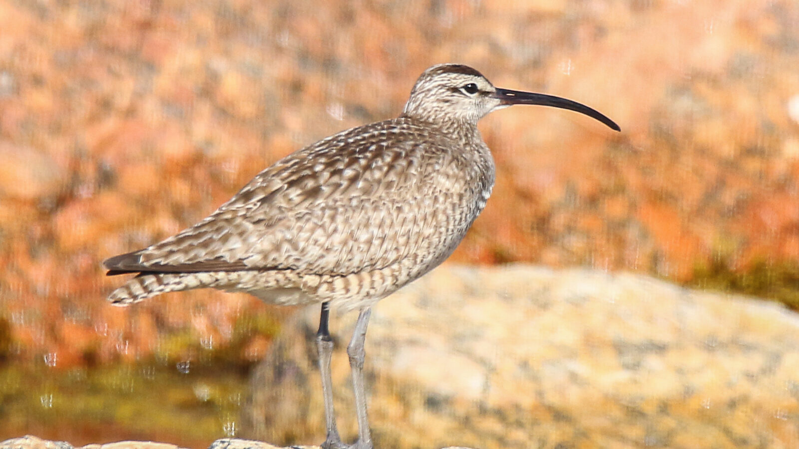Hudsonian Whimbrel