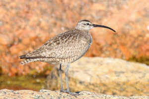 Hudsonian Whimbrel