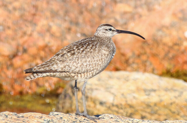 Hudsonian Whimbrel