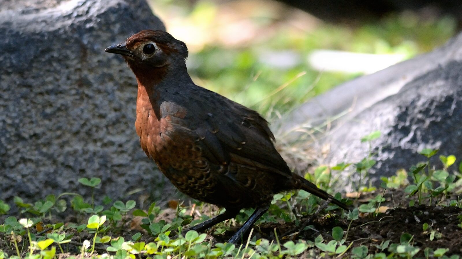 Chestnut-throated Huet-huet