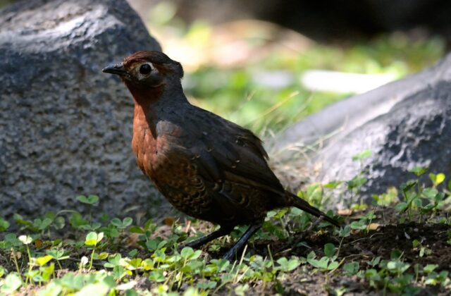 Chestnut-throated Huet-huet