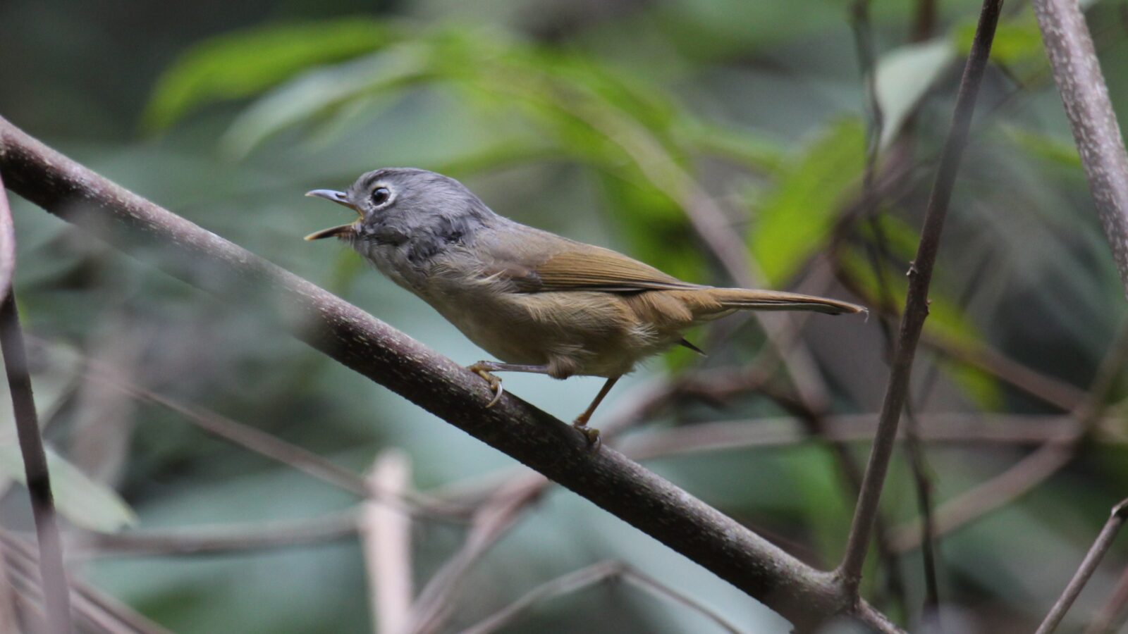 Huet’s Fulvetta