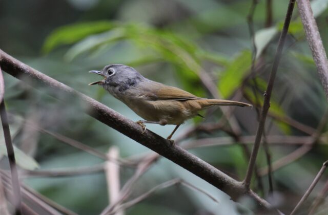Huet’s Fulvetta