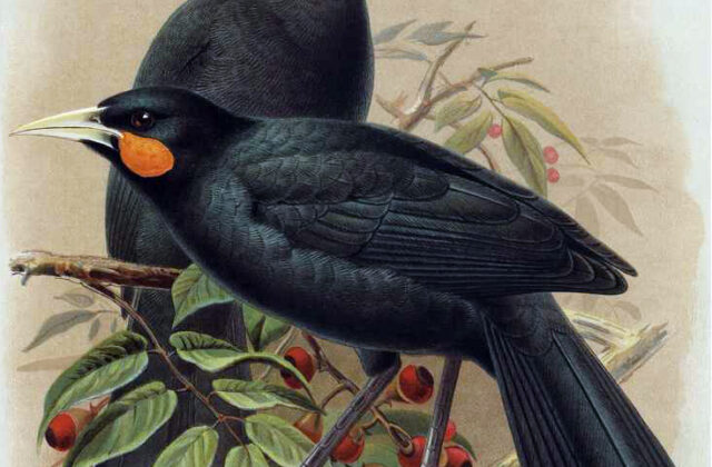 Huia