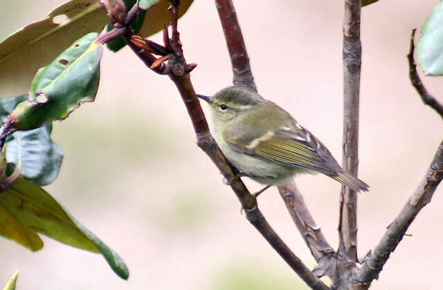Hume’s Leaf Warbler