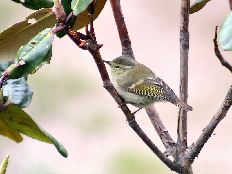 Hume’s Leaf Warbler