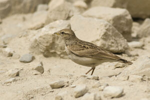 Hume’s Short-toed Lark