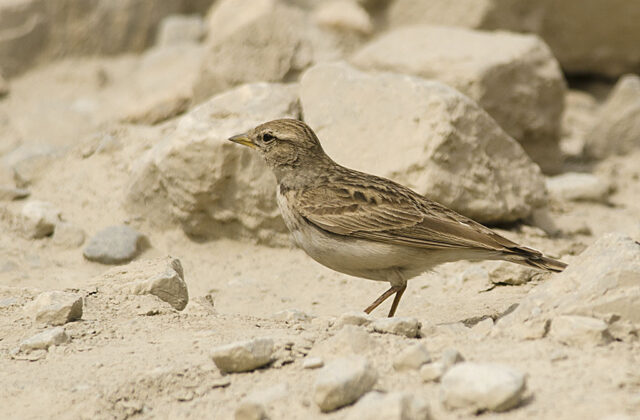 Hume’s Short-toed Lark