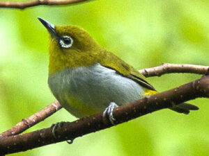 Hume’s White-eye