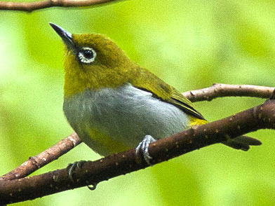 Hume’s White-eye