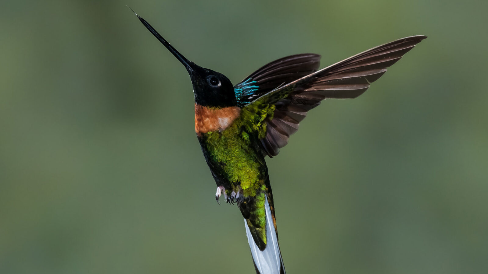 Gould’s Inca