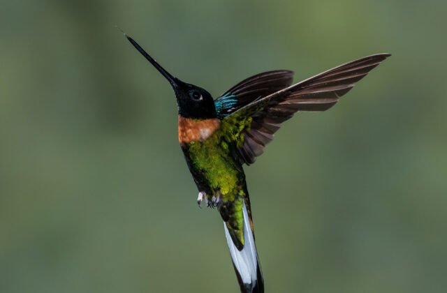 Gould’s Inca