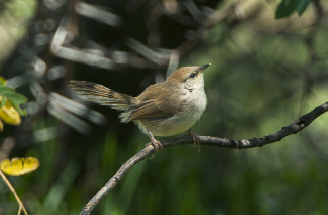 Tinkling Cisticola