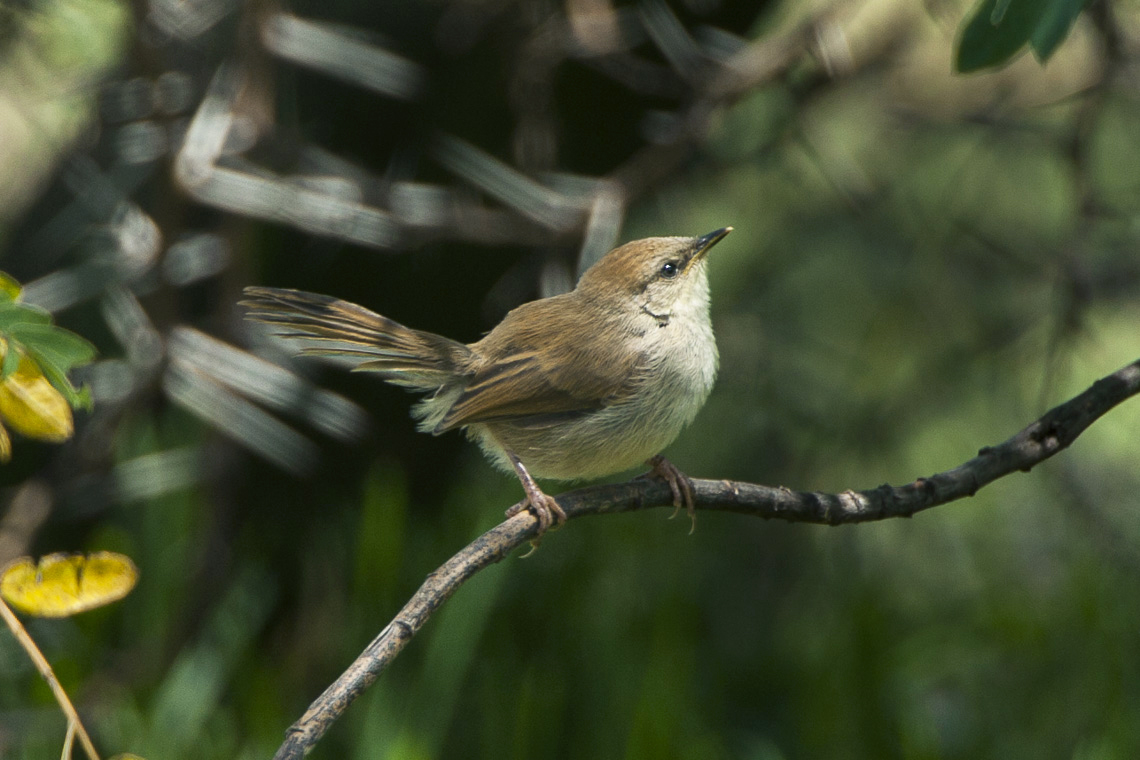 Tinkling Cisticola