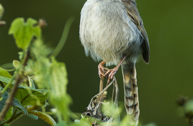 Hunter’s Cisticola