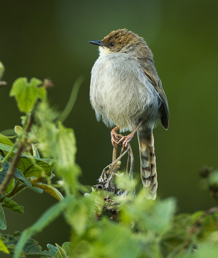 Hunter’s Cisticola