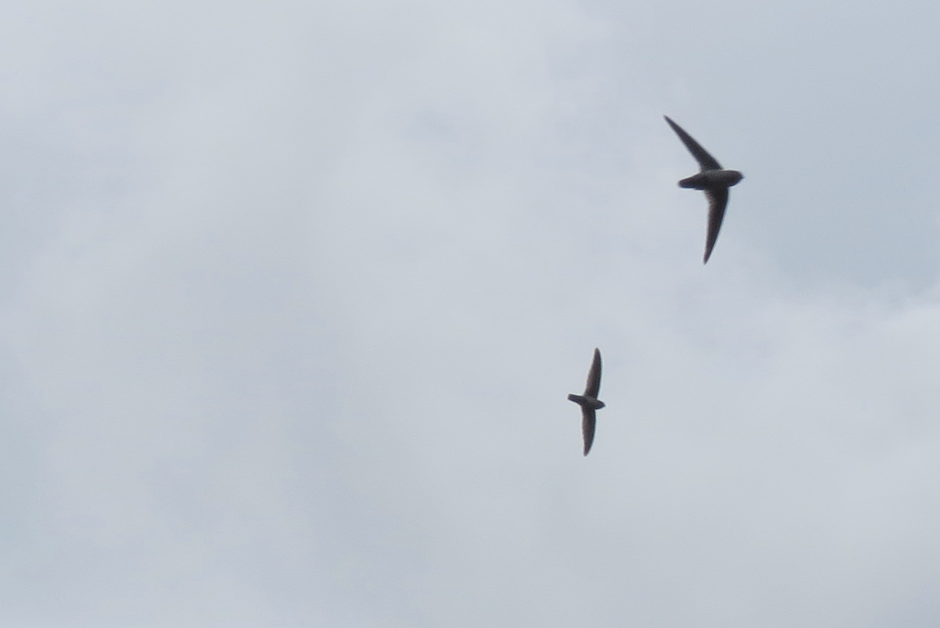 Plume-toed Swiftlet