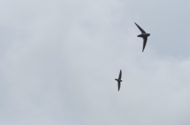 Plume-toed Swiftlet