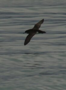 Hutton’s Shearwater
