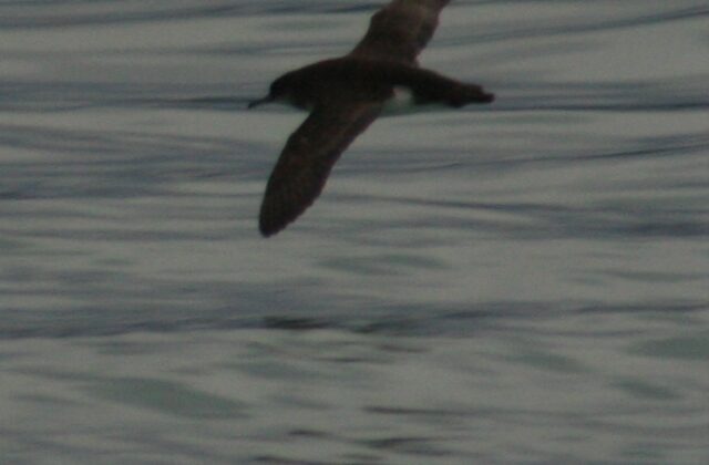 Hutton’s Shearwater