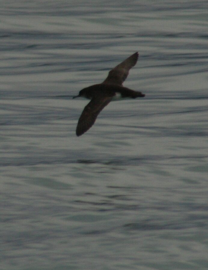 Hutton’s Shearwater