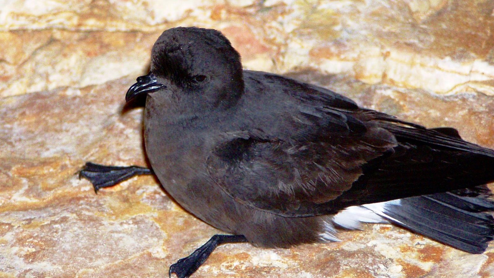 European Storm Petrel