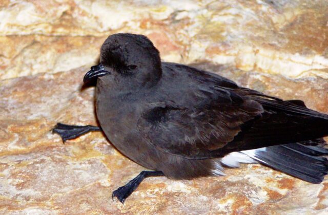 European Storm Petrel