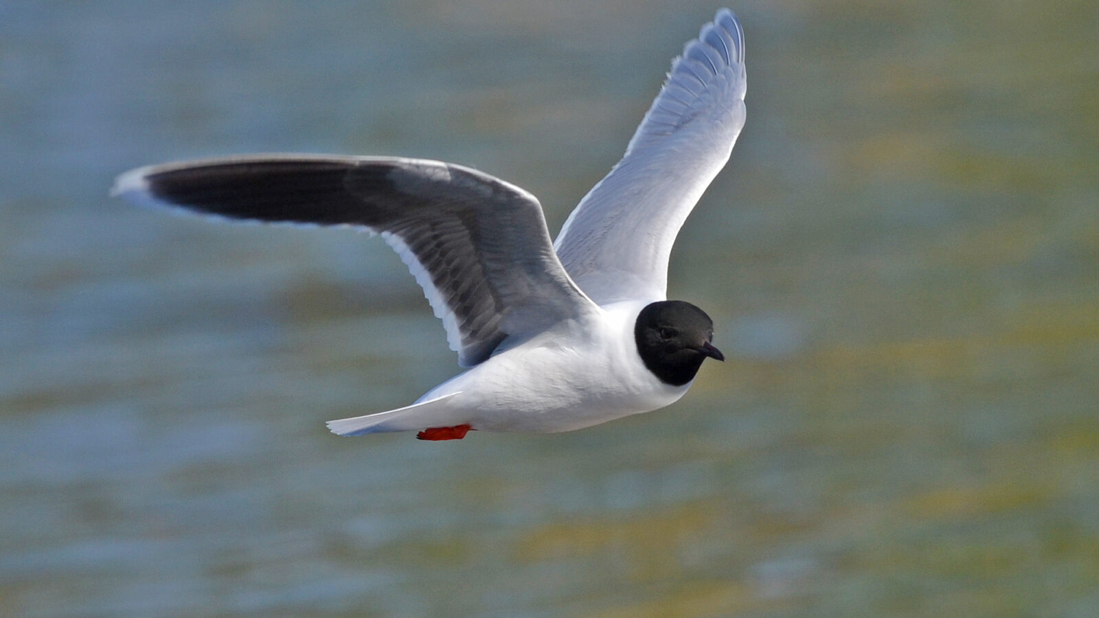 Little Gull