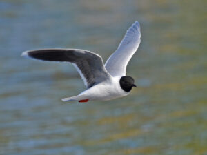 Little Gull