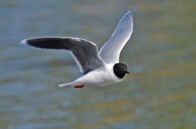 Little Gull